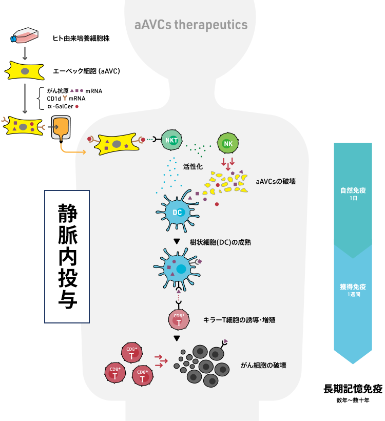 静脈内投与
