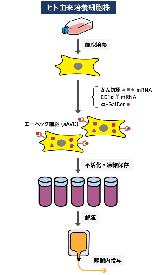 ヒト由来培養細胞株